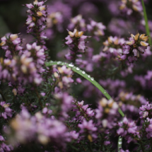 2019 - Concarneau - Jardin de Stang Noblet