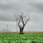 arbremortmoulinsvichy